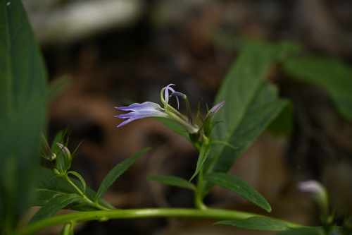Lobelia seguinii, photograph 4