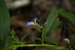 Lobelia seguinii, photograph (c) 曾昱承 Yu-Cheng Zeng, some rights reserved (CC BY)