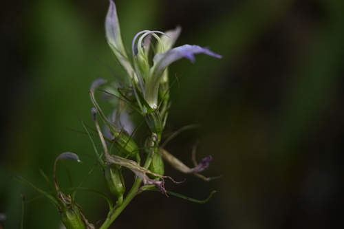 Lobelia seguinii, photograph 5