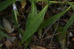 Lobelia seguinii, photograph (c) 曾昱承 Yu-Cheng Zeng, some rights reserved (CC BY)