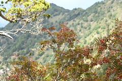 Sorbus randaiensis, photograph (c) 曾昱承 Yu-Cheng Zeng, some rights reserved (CC BY)