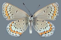 Plebejus melissa annetta