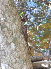 Anolis cybotes