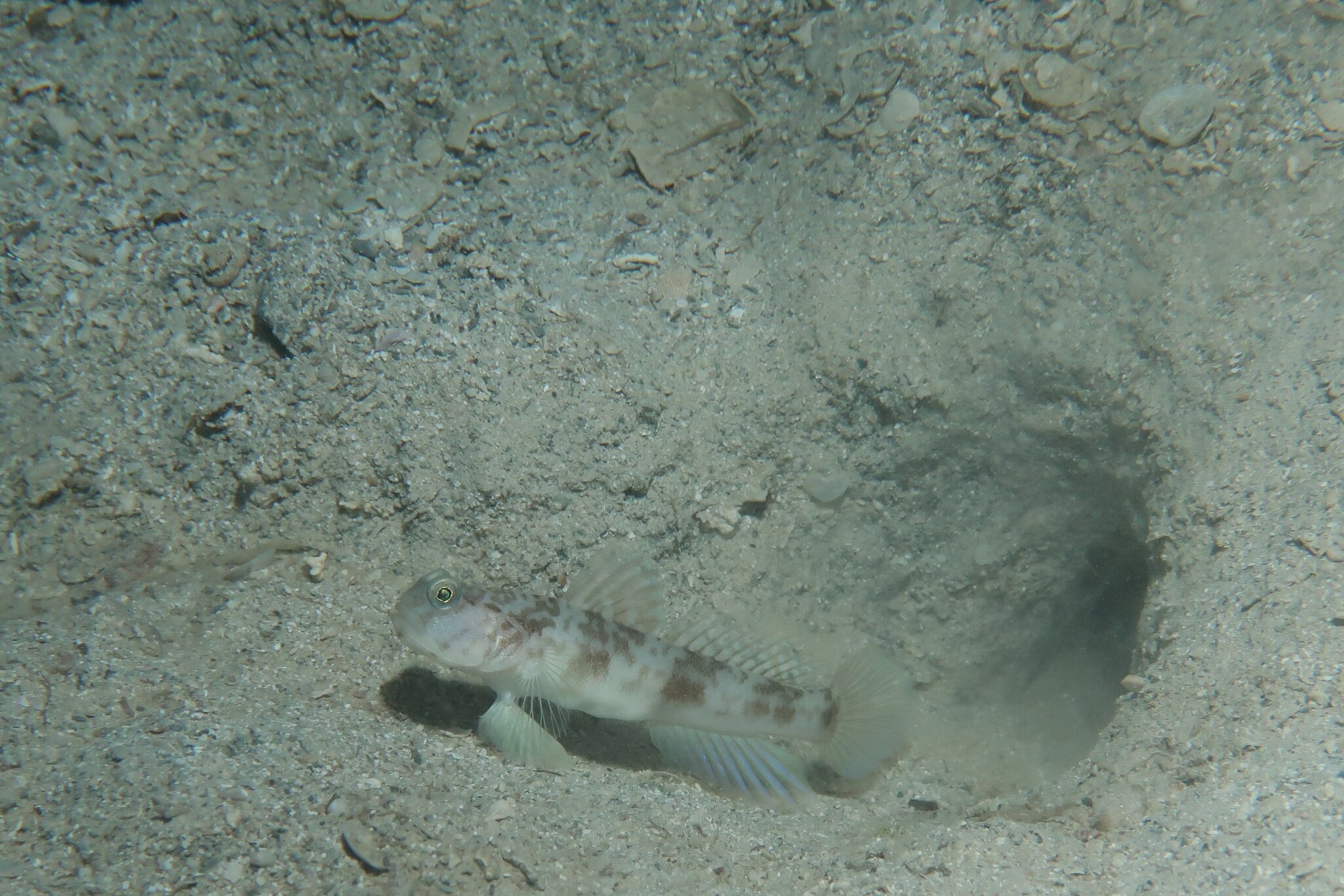 Steinhardt's Shrimpgoby photo 4