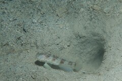 Steinhardt's Shrimpgoby photo 2