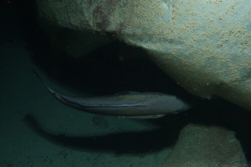Epinephelus costae