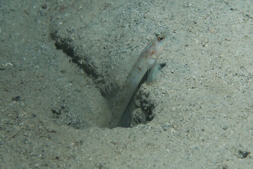 Vanderhorstia mertensi