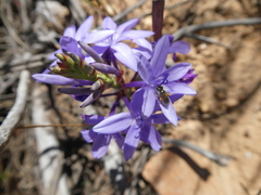 Thereianthus spicatus