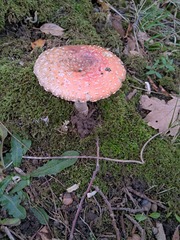 Amanita muscaria