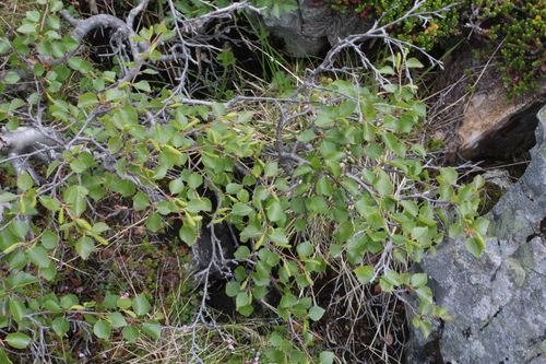 Image of Betula alpestris by (c) Dmitriy Bochkov, some rights reserved (CC BY)
