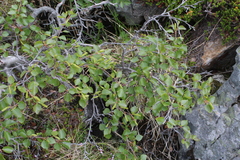 Betula alpestris