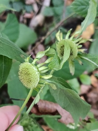 nodding carpesium (Carpesium cernuum)