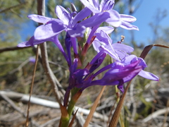 Thereianthus spicatus