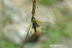 Libelloides longicornis