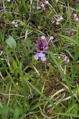Dactylorhiza fuchsii psychrophila