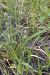 Carex adelostoma, photograph (c) Dmitriy Bochkov, some rights reserved (CC BY)