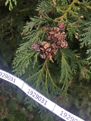 Chamaecyparis lawsoniana