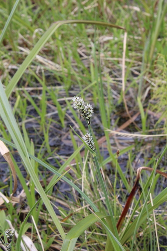 Image of Carex adelostoma by (c) Dmitriy Bochkov, some rights reserved (CC BY)