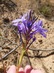 Thereianthus spicatus