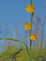 Moraea virgata