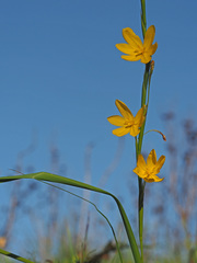 Moraea virgata