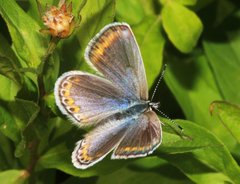Plebejus melissa annetta