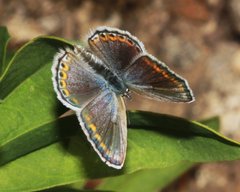 Plebejus melissa annetta