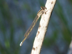 Pseudagrion draconis