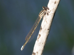 Pseudagrion draconis