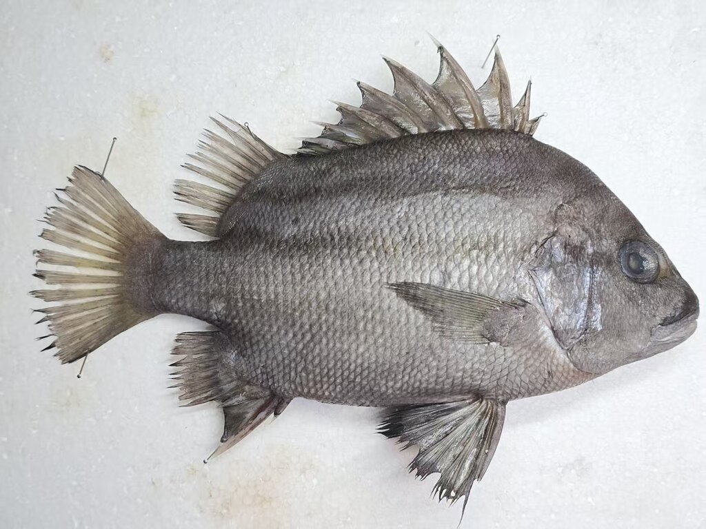 Lined javelinfish (Hapalogenys kishinouyei) — Hapalogenyidae