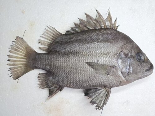 Lined javelinfish (Hapalogenys kishinouyei) — Hapalogenyidae