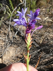 Thereianthus spicatus