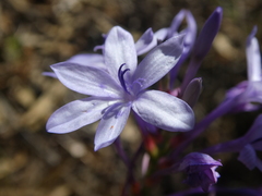 Thereianthus spicatus