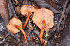 Lactarius strigosipes