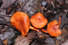 Lactarius strigosipes