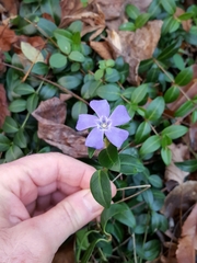 Vinca minor