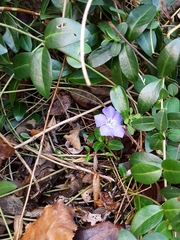 Vinca minor