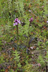 Dactylorhiza fuchsii psychrophila