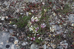 Oxytropis sordida