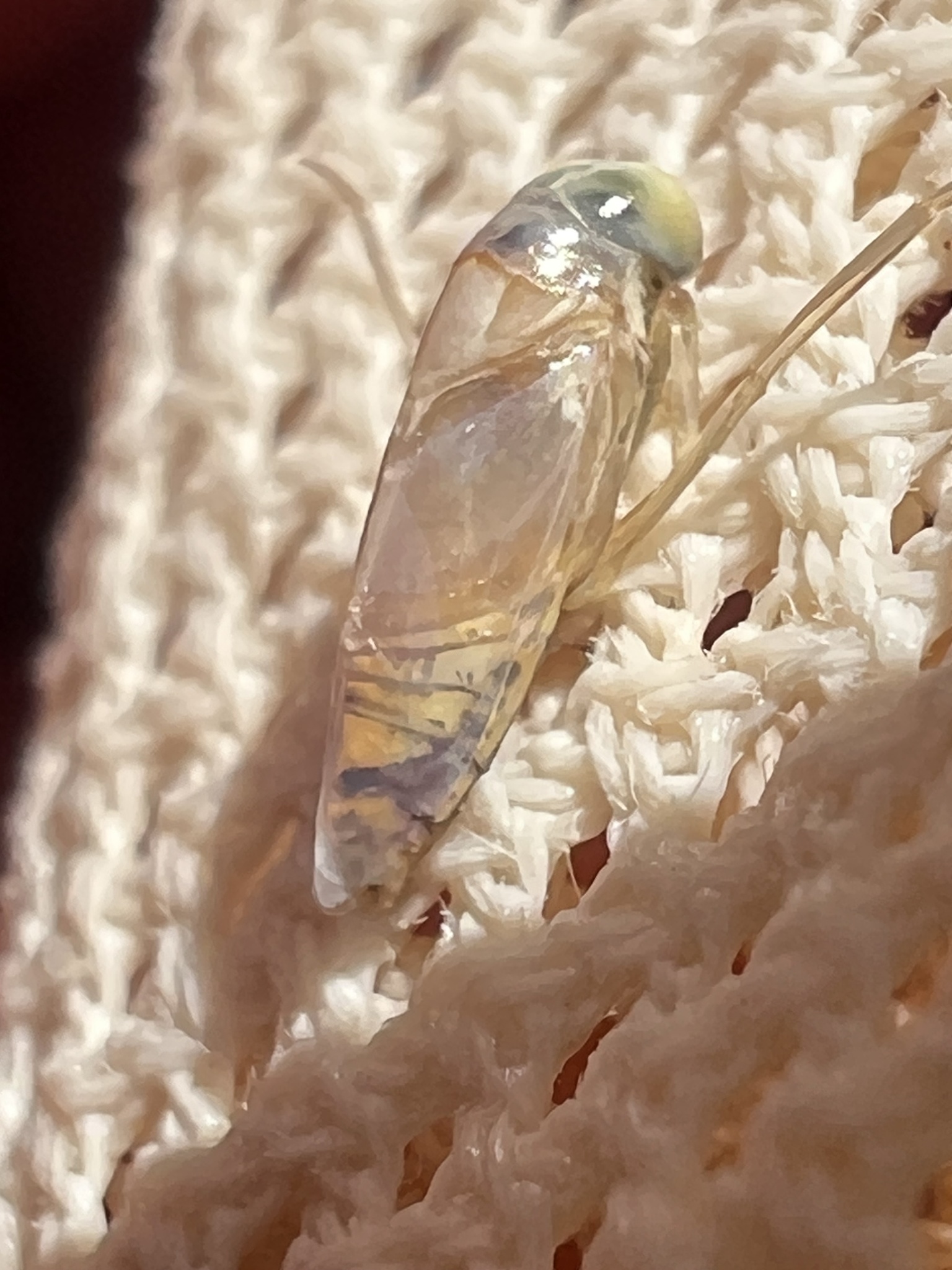Anisops sardeus