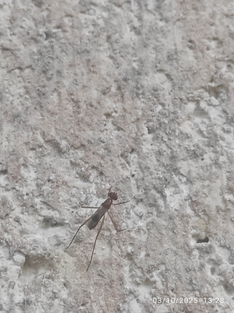 Grallipeza placida