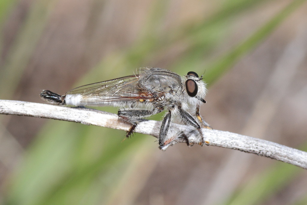 Luna Hammertail