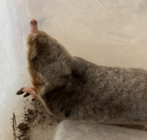 トウブモグラ