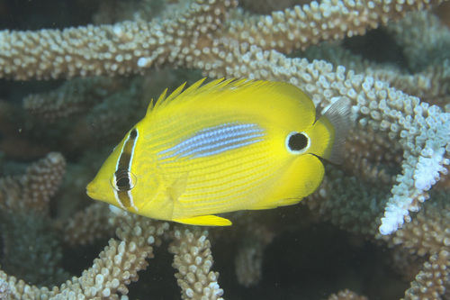 Blauwvlek-koraalvlinder (Chaetodon plebeius) — Chaetodontidae — 2