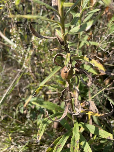 Unknown species found near Constitution Dr, Westchester, IL, US