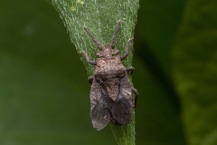 Eumenotes obscura