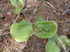 Platanthera macrophylla