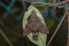 Macroglossum corythus