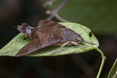Macroglossum corythus