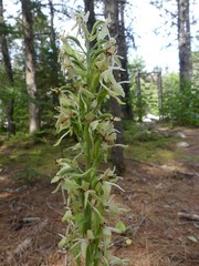 Platanthera macrophylla